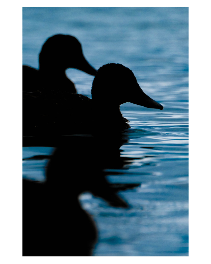 Foto im Hochformat. Teleaufnahme. Drei Enten schwimmen im Wasser. Nur Kopf und Brust sind im Bild, sie sind im Bild  übereinander und nur als Silhouette zu erkennen. 