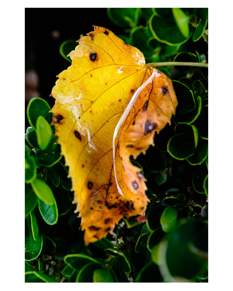 Foto im Hochformat. Makroaufnahme eines gelben Blattes mit schwarzen Flecken. Das Blatt liegt auf einem Busch mit kleinen grünen Blättern. Das Blatt ist etwas gewunden und glänzt, da es feucht ist. 