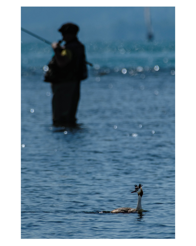 Foto im Hochformat. Teleaufnahme einer Wasseroberfläche. Vorne im Bild schwimmt ein Haubentaucher, ein Wasservogel mit großem Federkleid am Kopf. Weiter hinten steht ein Pfeife rauchender Angler im Bild, dieser ist aber unscharf und fast nur als Silhouette zu erkennen. 