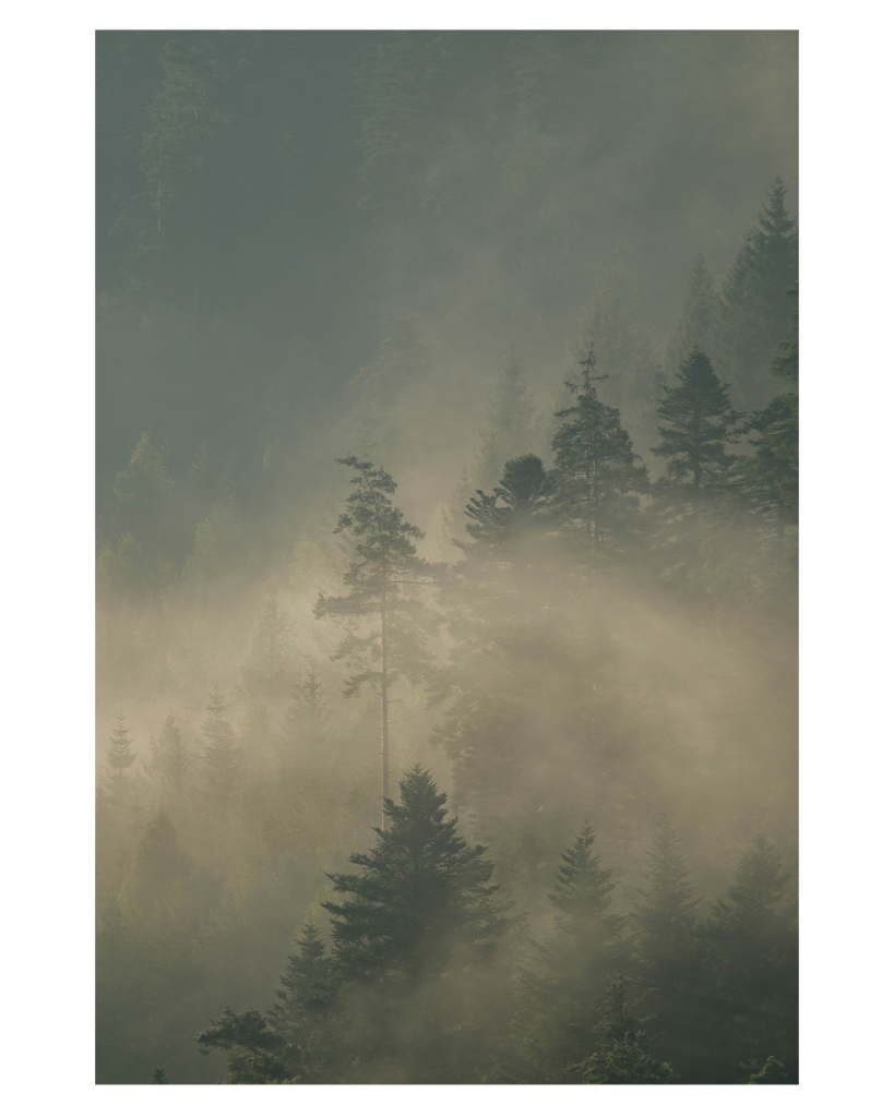 Foto im Hochformat. Teleaufnahme eines Waldes von erhöhter Position. Die Silhouetten der Nadelbäume sind in Nebel getaucht. Dieser wird von der Sonne angestrahlt. Mystische Stimmung. 