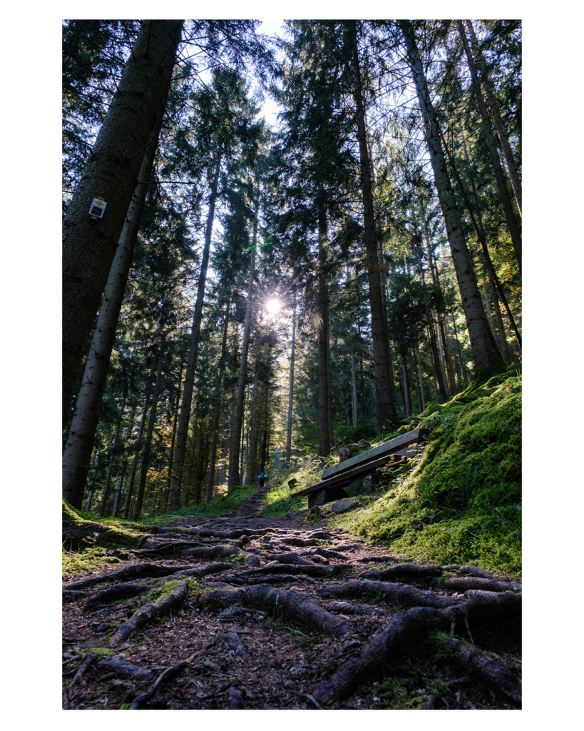 Weitwinkel Foto im Hochformat. Blick entlang eines Waldweges bergauf. Direkt vor der Kamera ist der braune Waldboden mit vielen Wurzeln. Weiter oben ist rechts eine Bank. Die Bäume erscheinen durch das Weitwinkelobjektiv noch größer als sie sind. Durch sie scheint die Sonne. Neben dem Weg ist Moos auf beiden Seiten. 