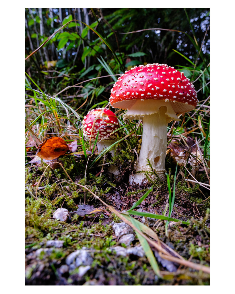 Foto im Hochformat. Zwei Fliegenpilze, ein größerer und ein kleinerer stehen auf dem Waldboden. Um sie herum sind Gras, Erde und Steine. Die Köpfe leuchten rot, die Kamera ist auf Bodenhöhe positioniert. 