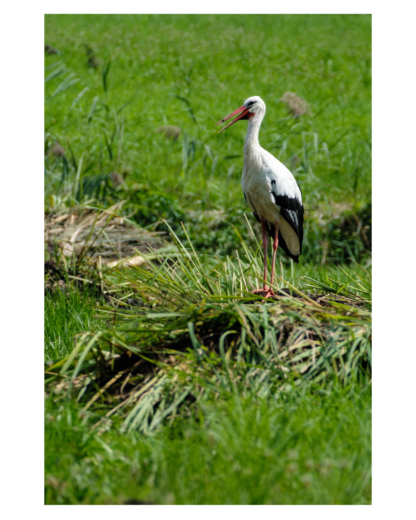 Foto im Hochformat. Ein Storch, ein großer weißer rund ein Meter großer Vogel mit weißem Federkleid, schwarz an den Flügelspitzen, steht auf einer Wiese. Er steht auf einem kleinen, mit Gras bewachsenen Erdhügel. Er hat den roten Schnabel leicht geöffnet, der Hintergrund ist unscharf. 