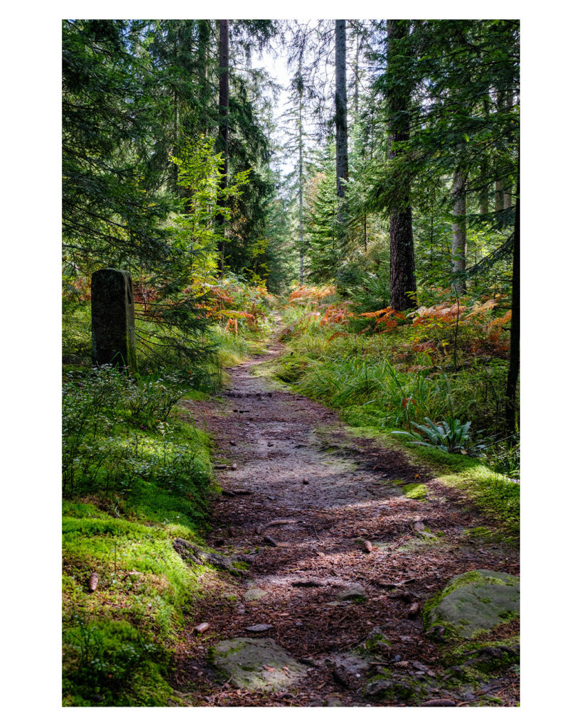 Foto im Hochformat. Blick entlang eines Pfades in einem Wald. Der braune Pfad ist übersäht mit Reisig, immer wieder schauen Felsen aus dem Boden. Links und rechts ist grünes Moos, Gras, unterschiedliche Pflanzen und Bäume. Links steht ein Grenzstein. Der vordere Teil des Pfades liegt im Schatten, weiter hinten scheint die Sonne durch die Bäume. Hier kommen zu den grünen Pflanzen auch herbstrote Blätter hinzu. 