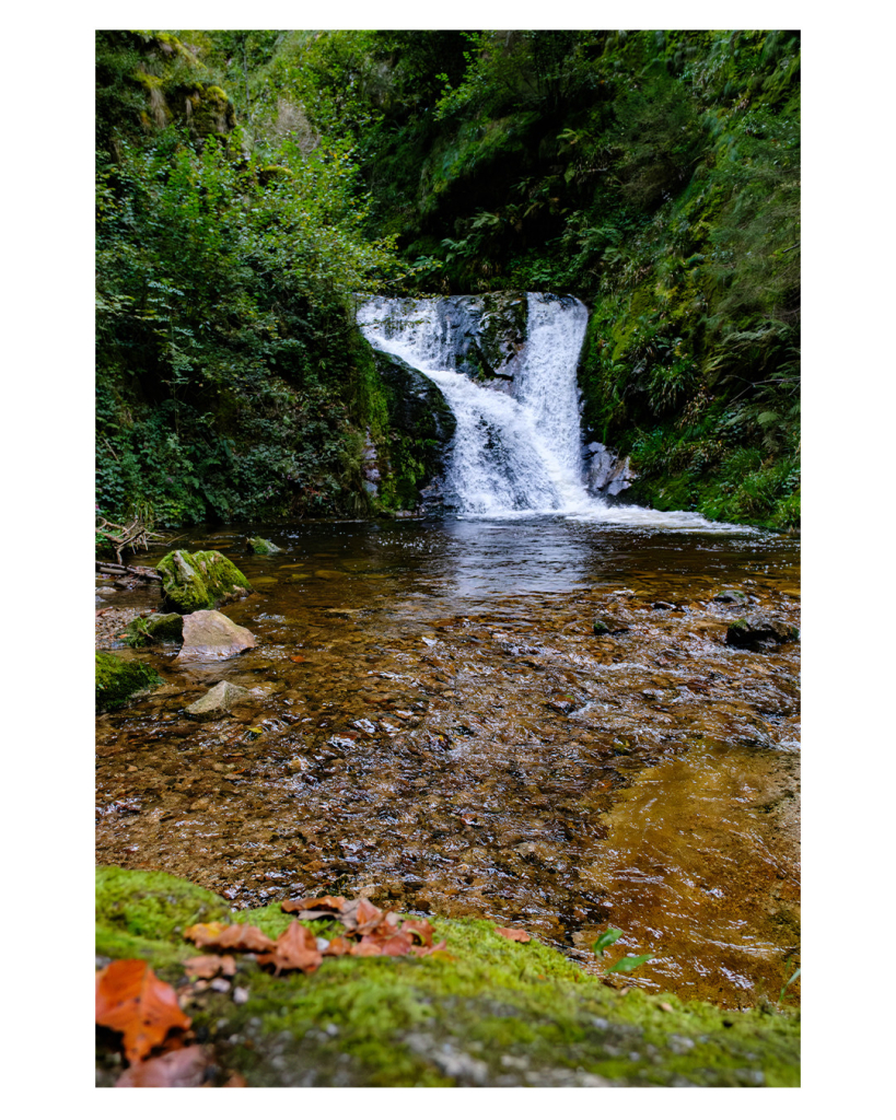 Foto im Hochformat. Blick über eine Wasseroberfläche auf einen kleinen Wasserfall. Das Wasser ist nicht tief, am Boden sind braune Steine und Kiesel. Der Wasserfall ist von Felsen und grün um ringt. Im Vordergrund ist leicht unscharf das bemooste Ufer auf dem braune Blätter liegen. 