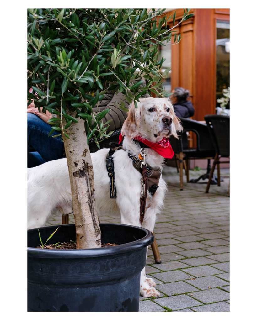 Foto im Hochformat. Ein Straßencafé, ein weißer English Setter mit rotem Halstuch steht hinter einer größeren Topfpflanze und schaut in die Ferne. Sein Gesichtsausdruck sieht genervt aus. Der Besitzer des Hundes sitzt so hinter der Topfpflanze, dass er nicht zu erkennen ist. 