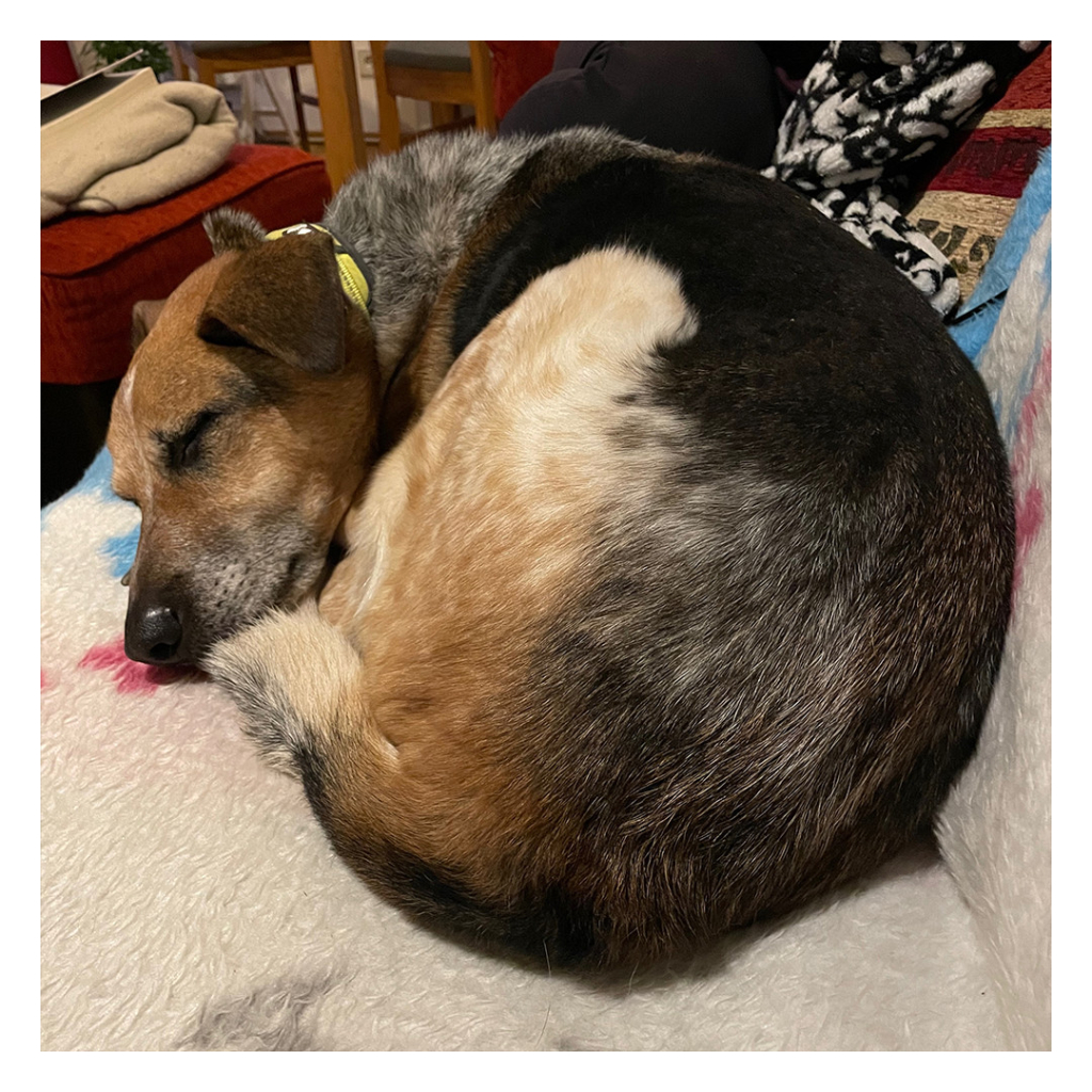 Quadratisches Foto. Lucy, eine hellbraun grau schwarze belgische 
Schäferhündin liegt zusammengerollt auf einer Decke und träumt von vergangenen Abenteuern. 