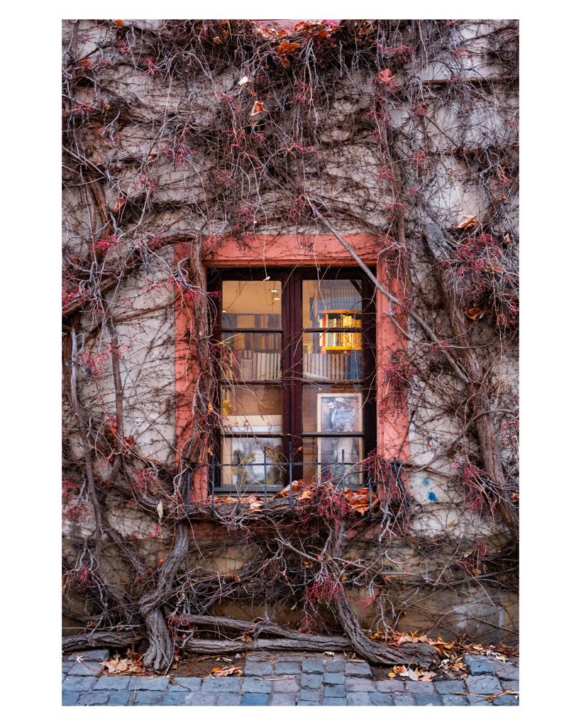 Foto im Hochformat. Ein Fenster in einem alten Gebäude. Brauner Holzrahmen, unten ein kleiner Gitterzaun um den Einstieg zu erschweren. Hinter dem Fenster sind Bücherregale und ausgestellte Bilder. Um das Fenster ist ein gemalter altrosafarbener Rahmen, die restliche Wand ist hell. Die komplette Wand ist überwuchert mit einer braunen Kletterpflanze. Dicken knorrige Äste, die aus dem Boden wachsen, viele kleine Äste und Zweige. Überall hängt rotes Herbstlaub, teilweise sind die Äste auch rot. Vor dem Fenster ist Kopfsteinpflaster. 