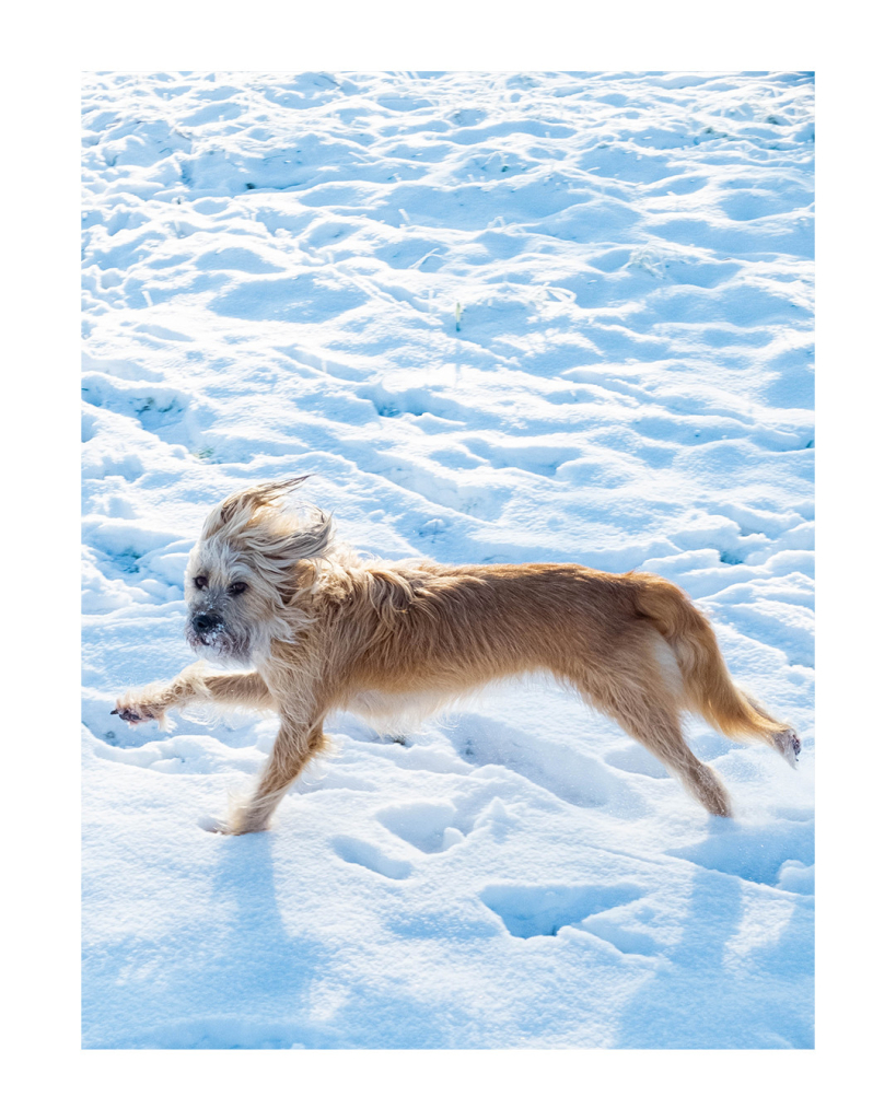 Foto im Hochformat. Ein Terrier, ein etwas größerer, hellbrauner Hund rennt durch den Schnee. An der Schnauze und am Fell hängt immer wieder Schnee. Der Hund schaut direkt in die Kamera. 