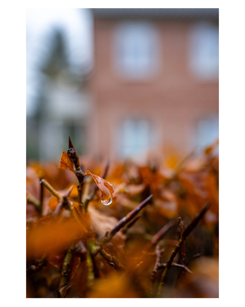 Foto im Hochformat. Detailaufnahme eines Busches mit rotbraunem Herbstlaub. Der Schärfenbereich ist sehr gering, scharf abgebildet ist ein kleines rotbraunes Blatt an dem ein Wassertropfen hängt. Davor und dahinter sind weitere Blätter, die alle unscharf sind. Noch weiter hinten ist unscharf ein Gebäude zu erkennen. 