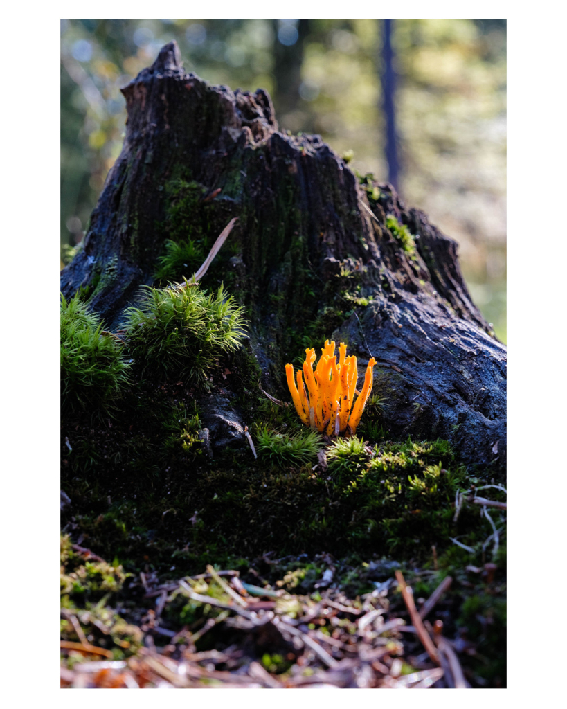 Foto im Hochformat. Teleaufnahme eines Baumstumpfes am Waldboden. Er ist teils mit Moos bewachsen. An einer Stelle wachsen mehrere Sprossen einer knallorangenen Pflanze oder eines Pilzes. 