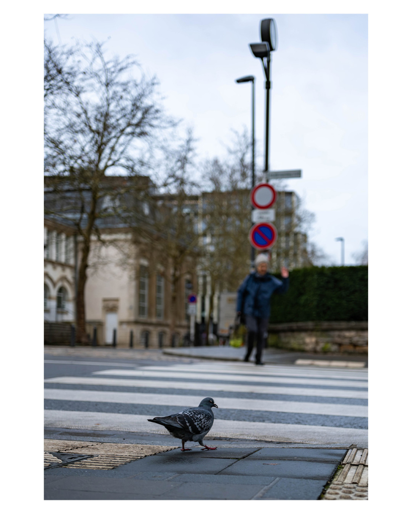 Foto im Hochformat. Eine Stadt, die Kamera ist knapp über dem Boden. Direkt davor läuft eine Stadttaube. Es sieht so aus, als ob sie gleich über einen Zebrastreifen laufen will. Auf der anderen Seite der Straße läuft gerade ein Mensch auf den Zebrastreifen. Dieser ist unscharf, es lässt sich aber erkennen, dass die Person die Hand hebt, vermutlich um sich bei einem anhaltenden Autofahrer zu bedanken. Das Wetter ist nasstrüb, Bäume sind kahl. 