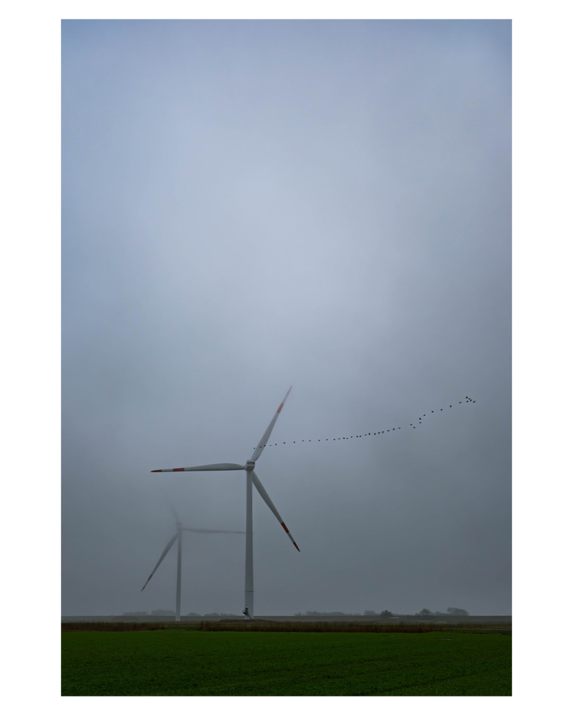 Foto im Hochformat. Blick über Felder, der überwiegende Teil des Bildes ist neblig bewölkter Himmel. Auf den Feldern stehen links zwei Windkraftanlagen. Bei der vorderen verschwindet eine Spitze des Propellers oben im Nebel, die hintere wird oben fast vollständig vom Nebel verschluckt. Vor der vorderen Windkraftanlage fliegt gerade ein Schwarm Vögel vorbei. In einer langen Reihe fliegen sie nach rechts. 