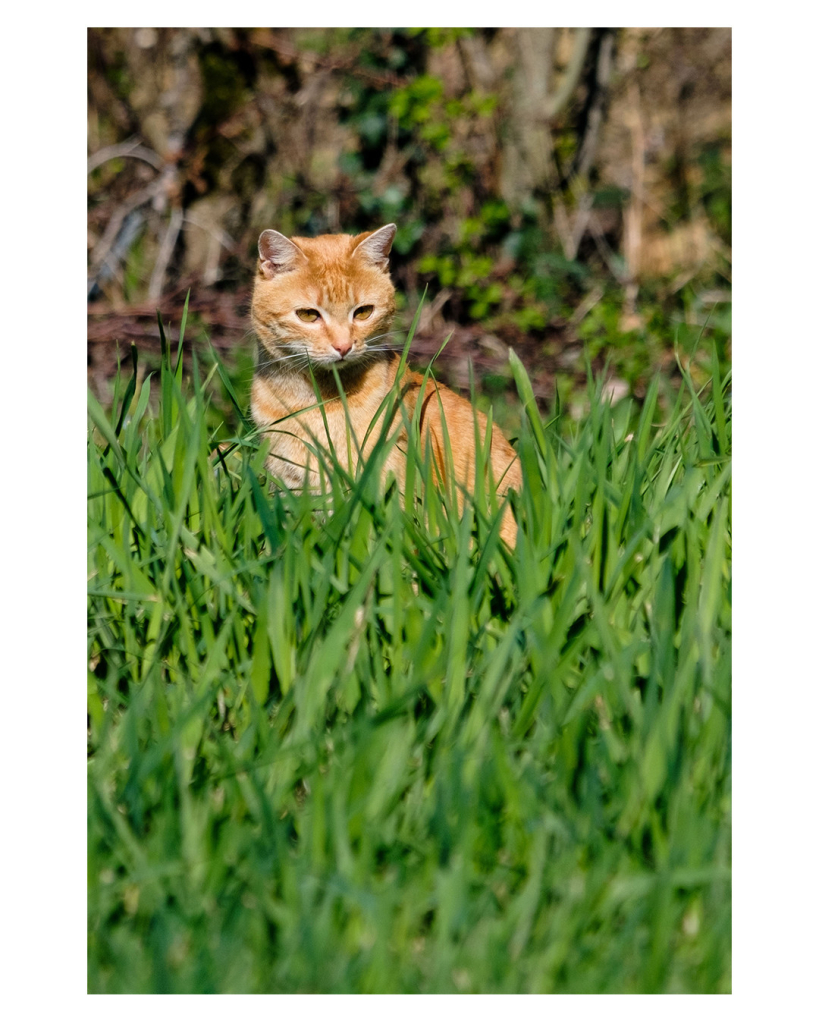 Foto im Hochformat. Eine rötlich-braun-weiße Katze sitzt im tiefen grünen Gras und lauert auf etwas. Ihr Blick ist ins Gras gerichtet. 