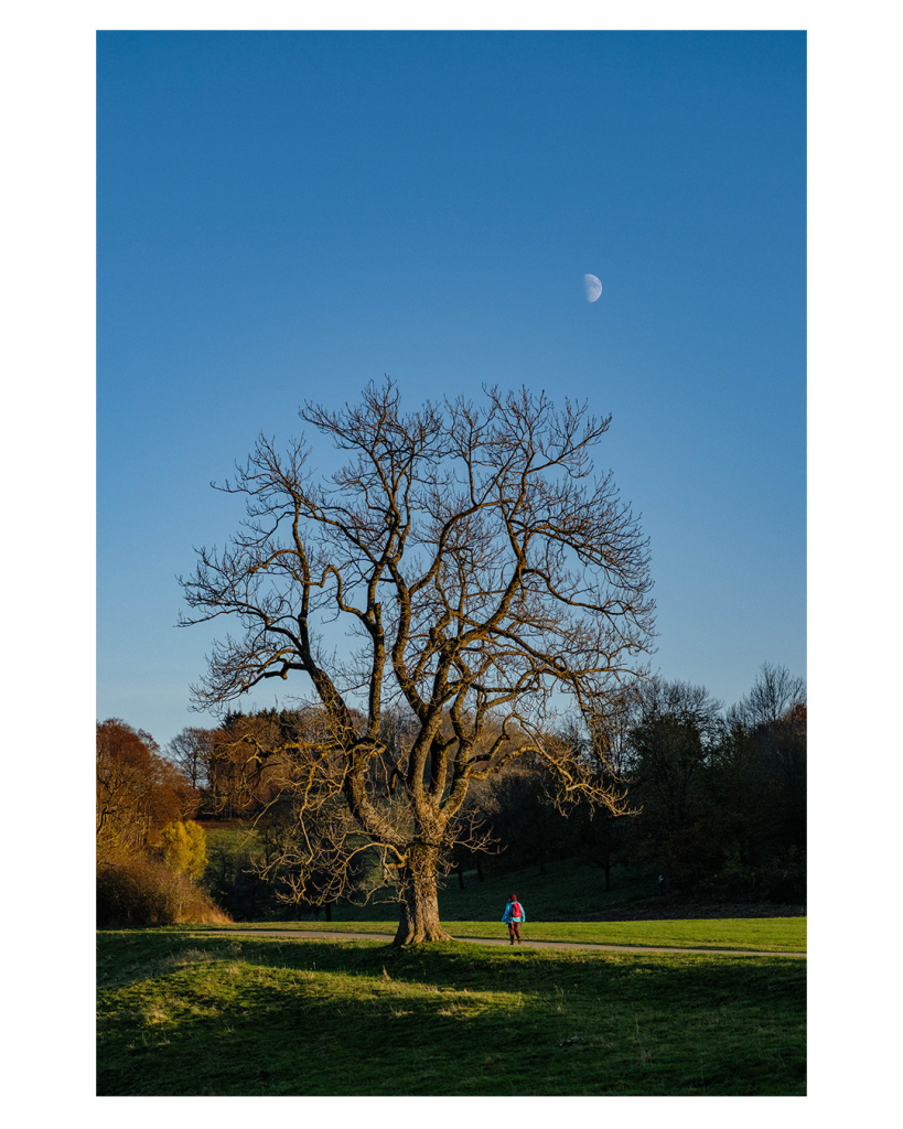 Foto im Hochformat. Auf einer Wiese steht ein einzelner großer kahler Baum mit vielen Ästen. Darüber ist der klare blaue Himmel und der Mond scheint. Eine Person läuft unter dem Baum entlang, die ist von hinten zu sehen und trägt eine türkisfarbene Jacke und einen roten Rucksack. Diese stechen im Bild heraus. Hinter der Wiese ist ein Wald mit herbstlich braunen Bäumen. 