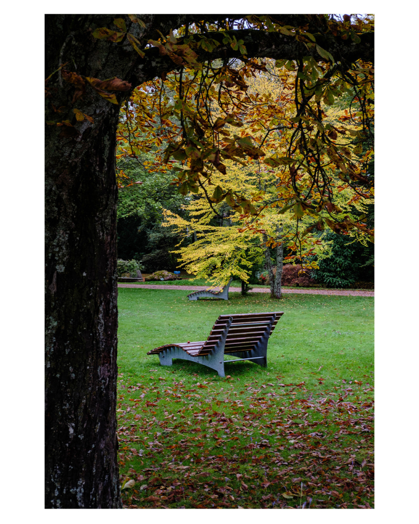 Foto im Hochformat. Blick in einen herbstlichen Park. Auf der mit Laub bedeckten Wiese stehen zwei große Bänke zum hinlegen. Hinter der Wiese ist ein Weg und Bäume mit Herbstlaub. Vorne wird die Szene eingerahmt von einem Baum der links im Bild steht und dessen Äste, die oben von links ins Bild ragen. 