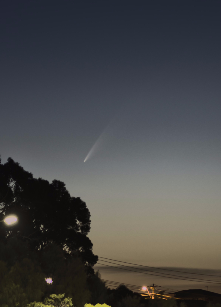 A cropped photo showing a dusky horizon dominated by a big tree. In the sky next to the tree is a comet with its tail pointing up and to the right.