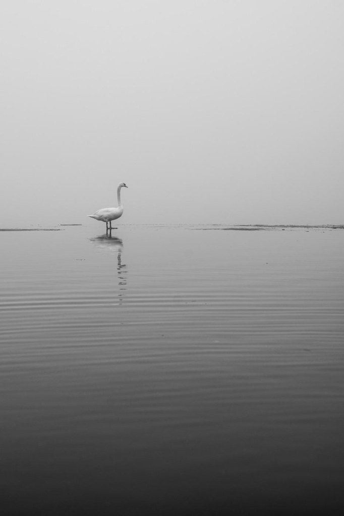 Ein Schwan steht auf einem See, der leicht gefroren ist. Er steht auf einer Eisplatte, während seine Füsse noch im Wasser sind. Vorne sieht man leichte Wellenbewegungen des Wassers, der Hintergrund ist durch den Nebel nur noch grau.
Das Foto ist in schwarzweiss. 