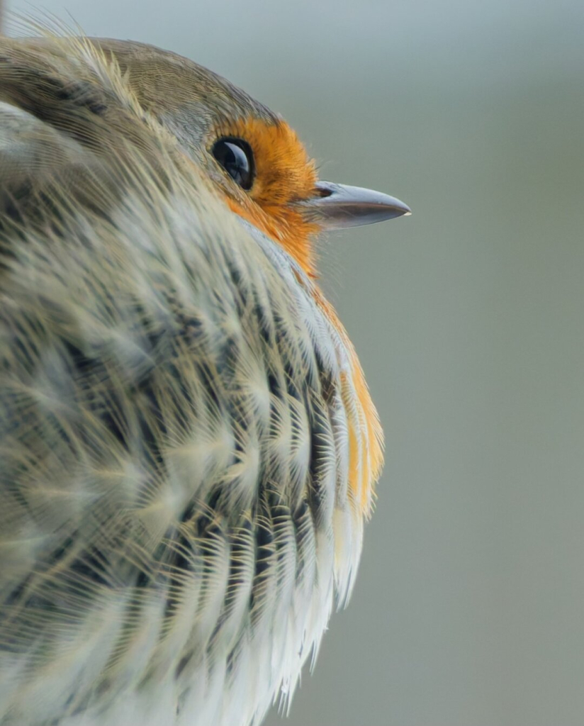 A fluffed up Robin
With Lots of feather detail