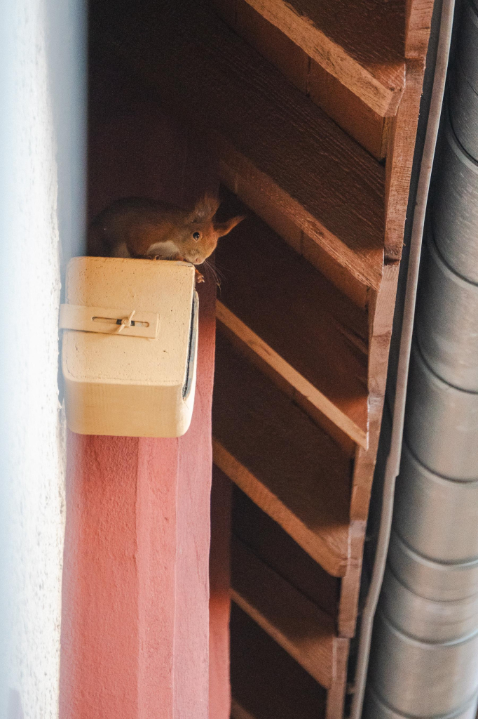 Ein Eichhörnchen sitzt auf einem Nistkasten unter dem Dach.