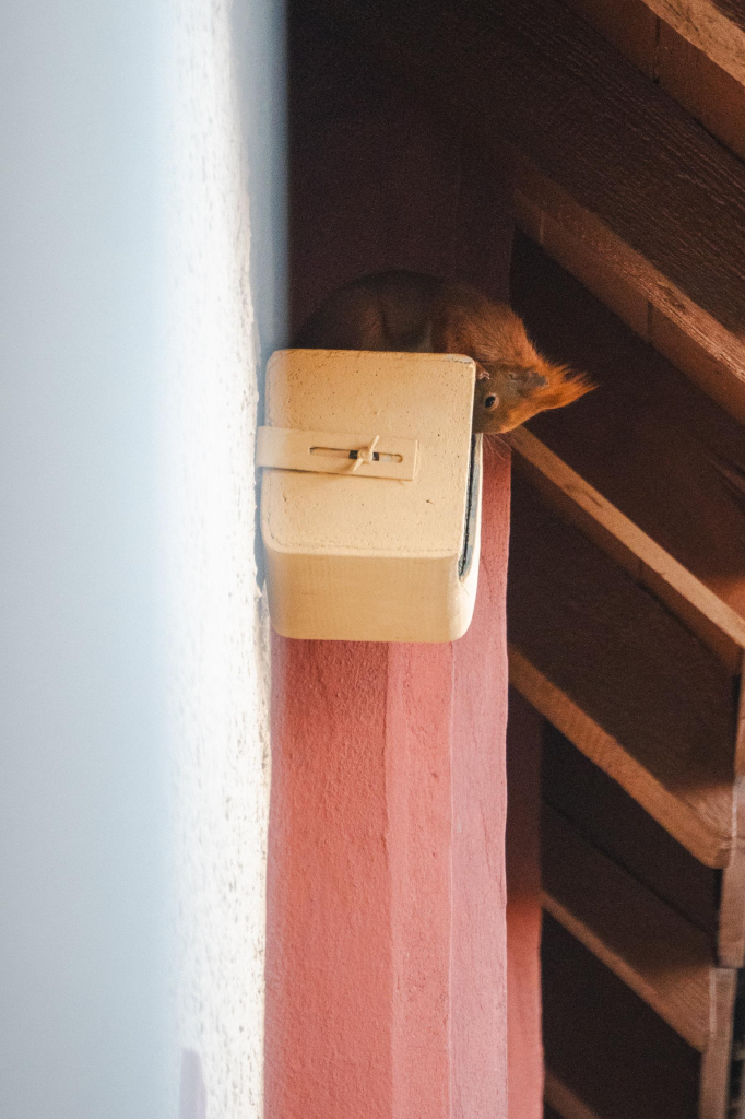 Ein Eichhörnchen schaut in einen Nistkasten unter dem Dach.