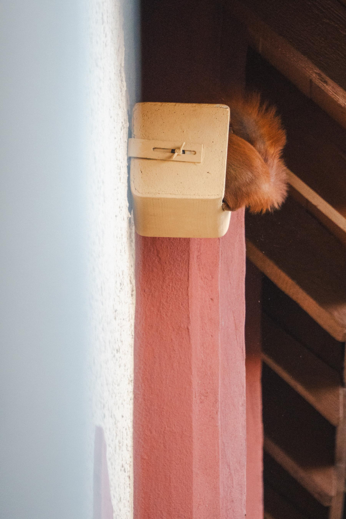 Ein Eichhörnchen klettert in einen Nistkasten unter dem Dach.