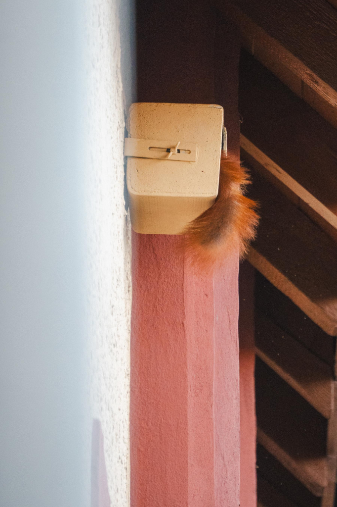 Ein Eichhörnchen klettert in einen Nistkasten unter dem Dach. Der Schwanz guckt noch raus.