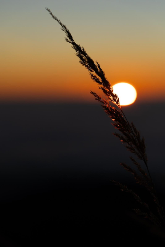 Grasblüte im Sonnenaufgang. Hinter der Blüte ist die kürzlich aufgegangene Sonne.