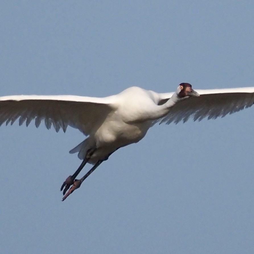 Closeup of one bird showing a large golden eye staring out.