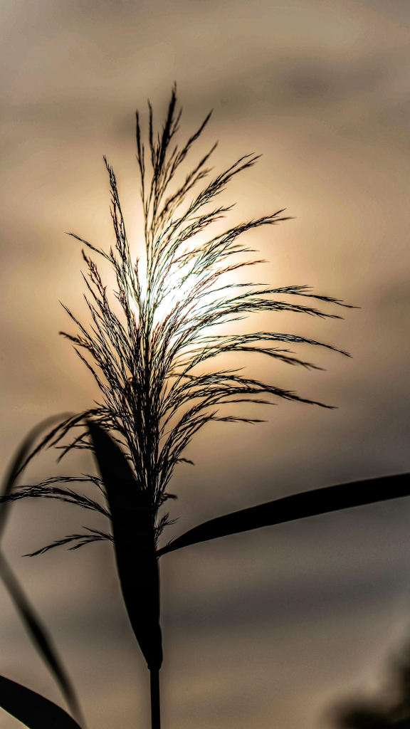 Ein Grasbüschel verschwimmt im Sonnenlicht. 

A tuft of grass blurs in the sunlight. 