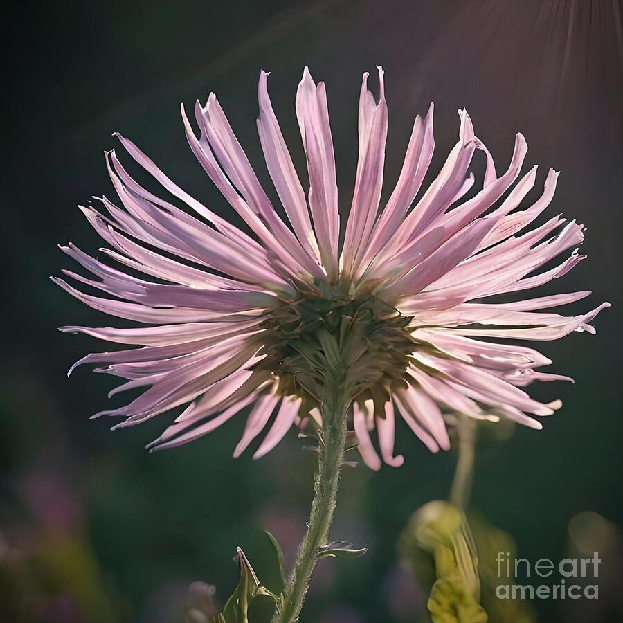 A close-up perspective showcases the delicate pink petals of a flower, basking in soft sunlight. The background is softly blurred, emphasizing the flower's intricate details.

The favorite of the autumn flower bed among flowering species is certainly the starflower (Aster), a plant from the Asteraceae family that originated in North America, where it is native, and spread throughout Europe in the 17th century. Starflowers are perennial flowering species that will make any garden interesting in the fall, when most other flowering species stop blooming.