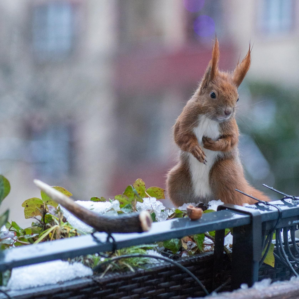 Ein rotes Eichhörnchen steht aufrecht in einem mit Schnee bedeckten Blumenkasten