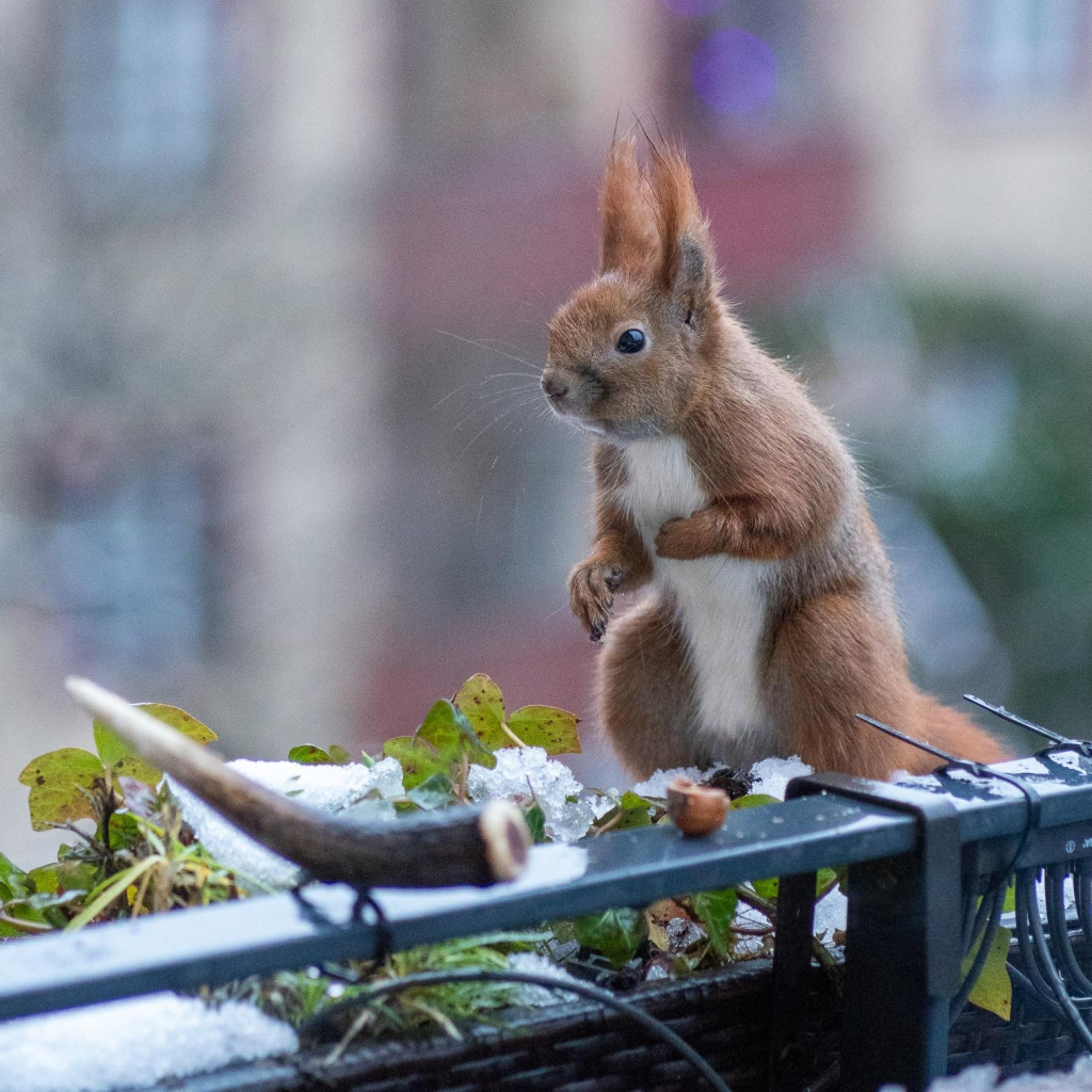 Ein rotes Eichhörnchen steht aufrecht in einem mit Schnee bedeckten Blumenkasten