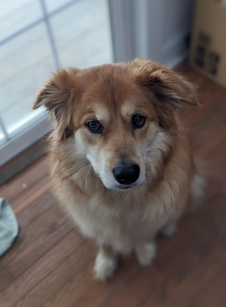 A fluffy golden-colored dog named Cheyenne sitting and looking at the camera.