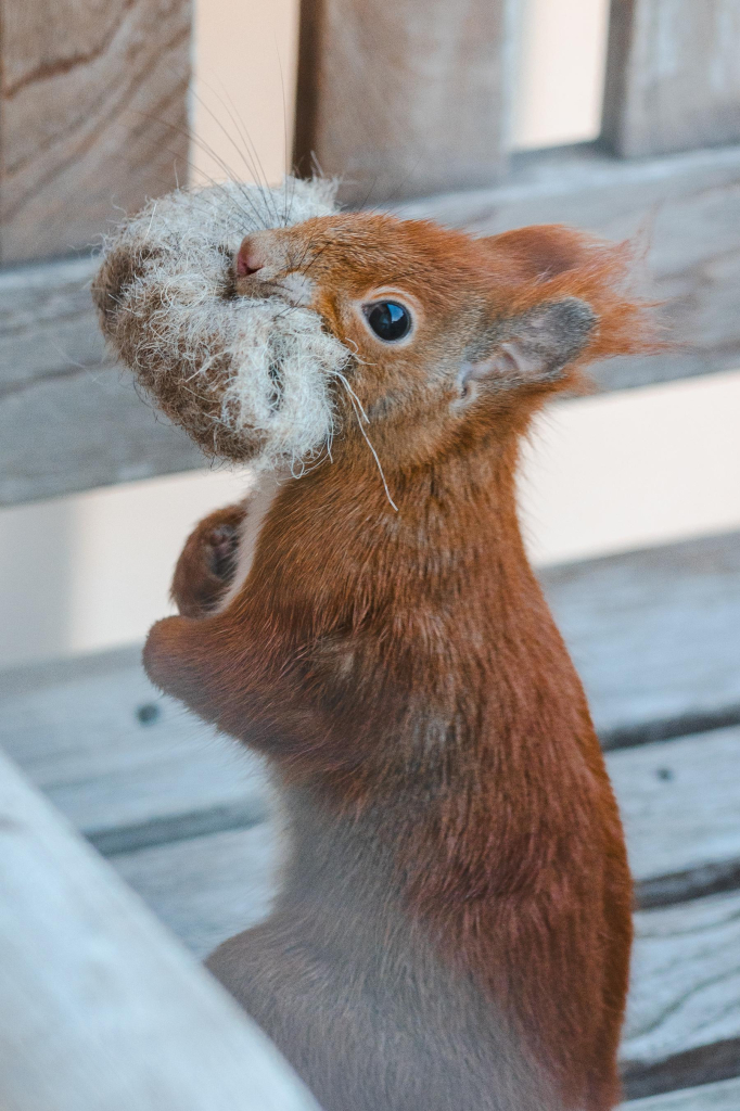 Ein rotes Eichhörnchen sitzt aufrecht mit einem Knäuel Wollfilz im Maul.