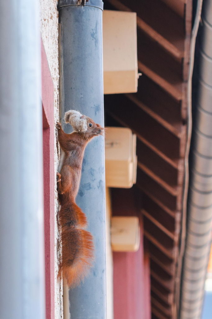 Ein rotes Eichhörnchen klettert mit einem Knäuel Wollfilz im Maul eine Wand hoch.