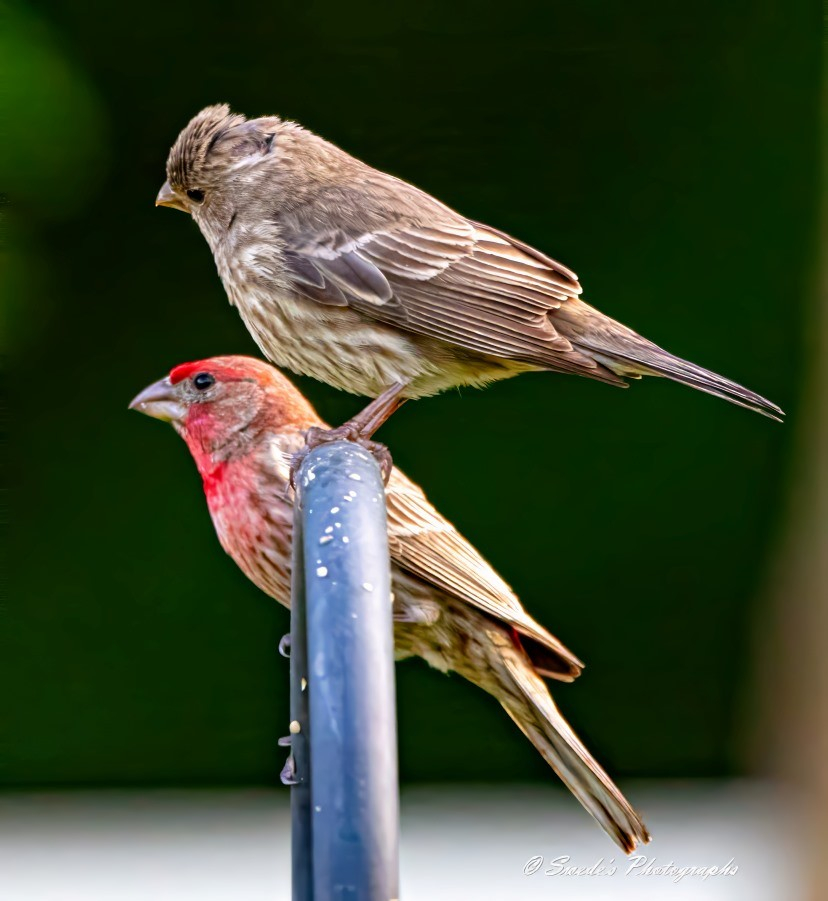 "The image shows a lovely pair of house finches perched on a curved metal bar. One of the finches has brown and white streaked plumage, while the other has a striking red head and chest with a brown and white streaked body. The blurred background draws your attention directly to these beautiful birds, making them the focal point of the photo. The photograph is signed "© Swede's Photographs" in the bottom right corner." - Copilot