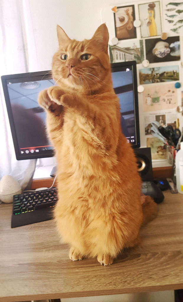 A sharp and lovely if slightly tilted photo of a handsome ginger tabby cat sitting on his kitty posterior and back legs, the whole of his body upright and his front paws up above his shoulders. His large luminous eyes, his graceful whiskers and triangular ears are fixed upon Sini, deduced from the angle the phone camera must have been at. He looks very cute and determined. There is a paused Netflix screen in the background directly behind him, because it's quite impossible to watch anything when he's doing this right in front of you.