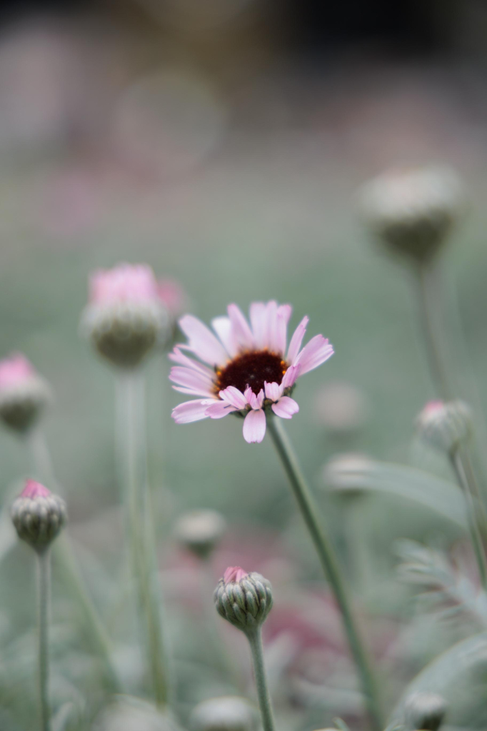 A single pink daisy in focus with a blurred background of unopened buds.