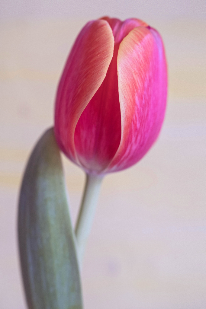 Hochformatige Aufnahme einer einzelnen Tulpe. Zu sehenist die Blüte und ein Teil des Stiels. Die Farbe der Blume ist pink, mit orange-gelben Einschlüssen an den Rändern. Der Fokus liegt auf der Blüte, der Rest des Bildes ist eher unscharf. Die Anmutung ist wie ein altes Foto.

Portrait photograph of a single tulip. The flower and part of the stem can be seen. The colour of the flower is pink, with orange-yellow inclusions at the edges. The focus is on the flower, the rest of the picture is rather blurred. It looks like an old photo.