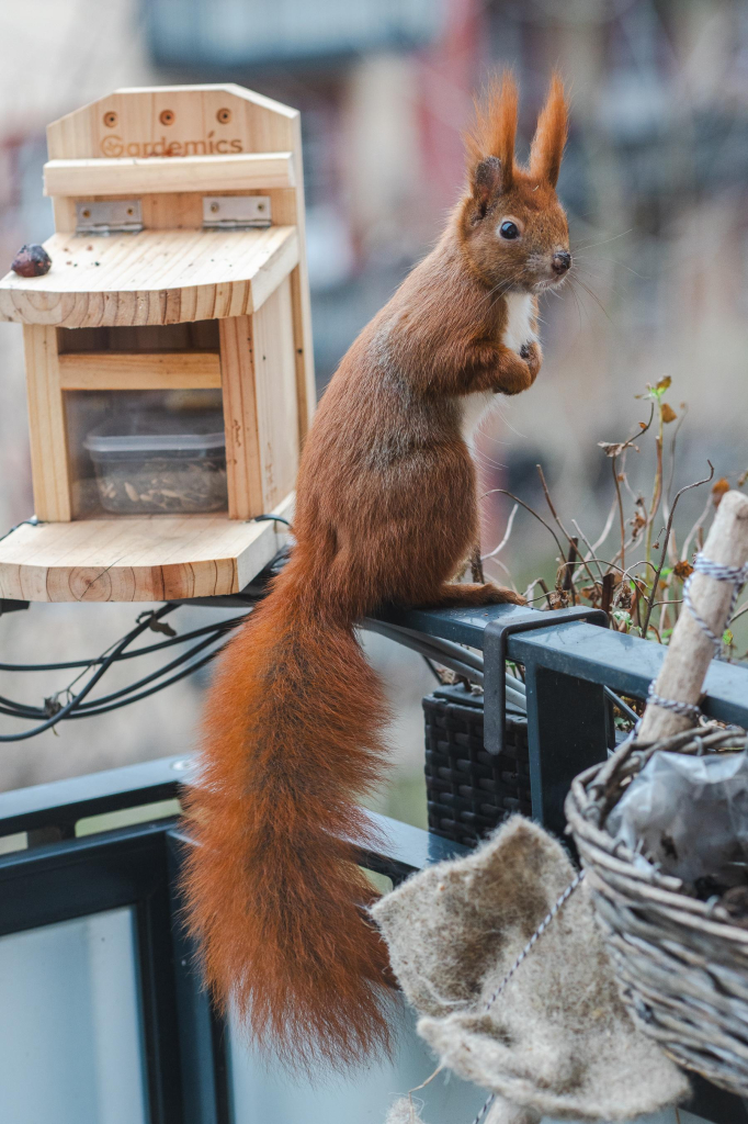 Ein rotes Eichhörnchen steht aufrecht auf einer Balkonreling.