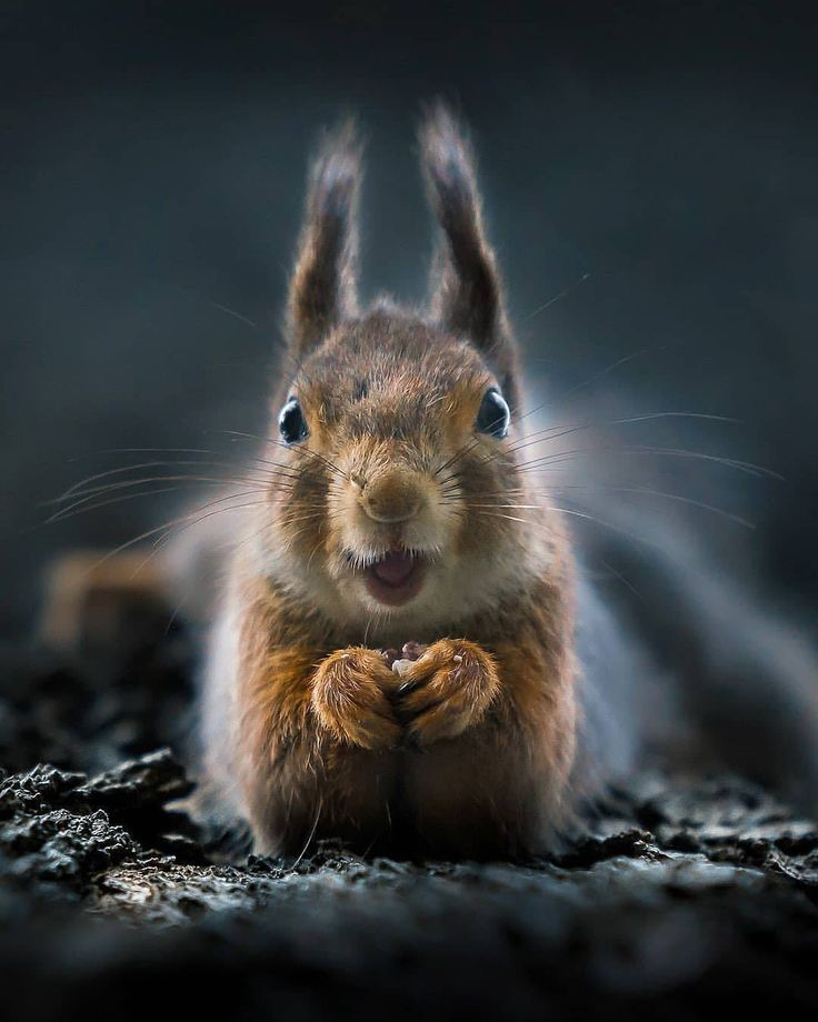 Eichhörnchen am Abend blickt direkt in die Kamera.
(Netzfund bei Pinterest ohne weitere Angaben)