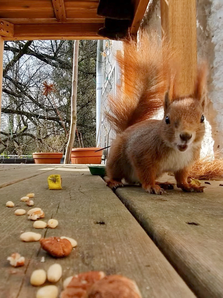 Eichhörnchen folgt begeisternd mampfend einer Spur von Nüssen