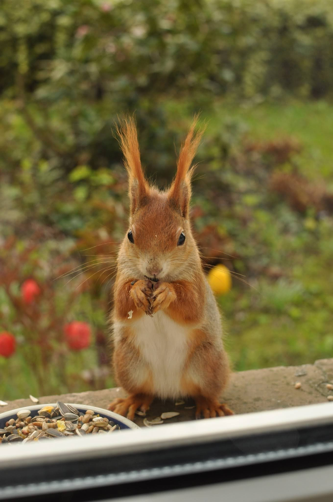 Rotes Eichhörnchen mit weißen Bauch futtert auf dem Fensterbrett.