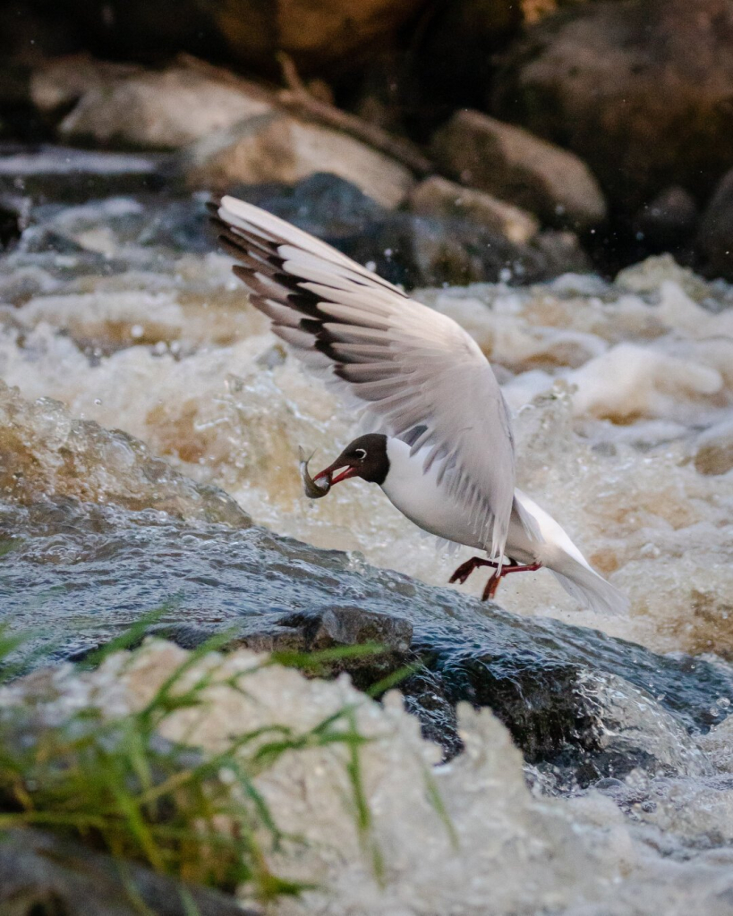 A black-headed gull flying above the rushing waters of the rapids. The gull has a fish it caught in its beak.