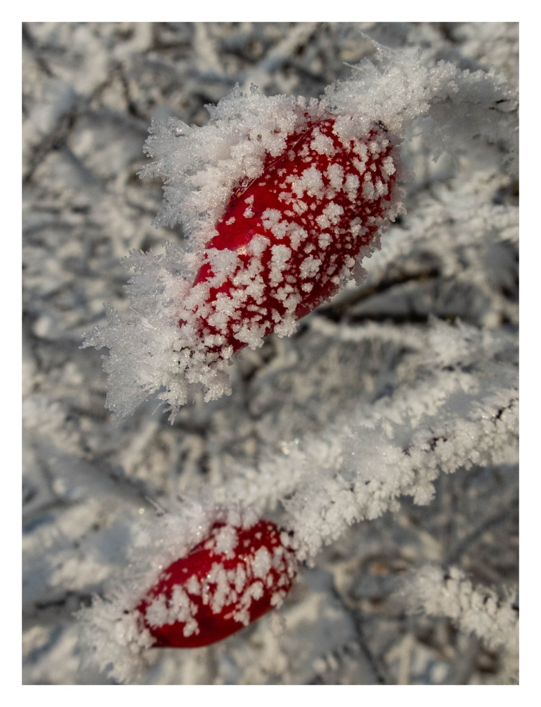 Foto im Hochformat. Nahaufnahme von zwei roten Beeren, die von Frost überzogen sind. Aussenden sind Zweige, die ebenfalls von Frost überzogen sind. Weiß und rot dominiert im Bild. 