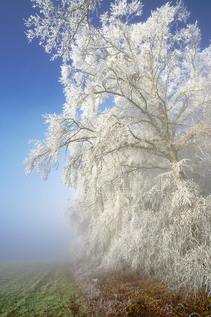 A color photograph of a tall tree covered in frost, standing at the edge of a forest. The scene is enveloped in thick fog, creating a mysterious and serene atmosphere. The upper branches of the tree catch the warm golden light of the rising sun, contrasting with the cold tones of the frost. Beyond the fog, a hint of a clear blue sky begins to emerge, adding depth and a sense of transition to the scene.