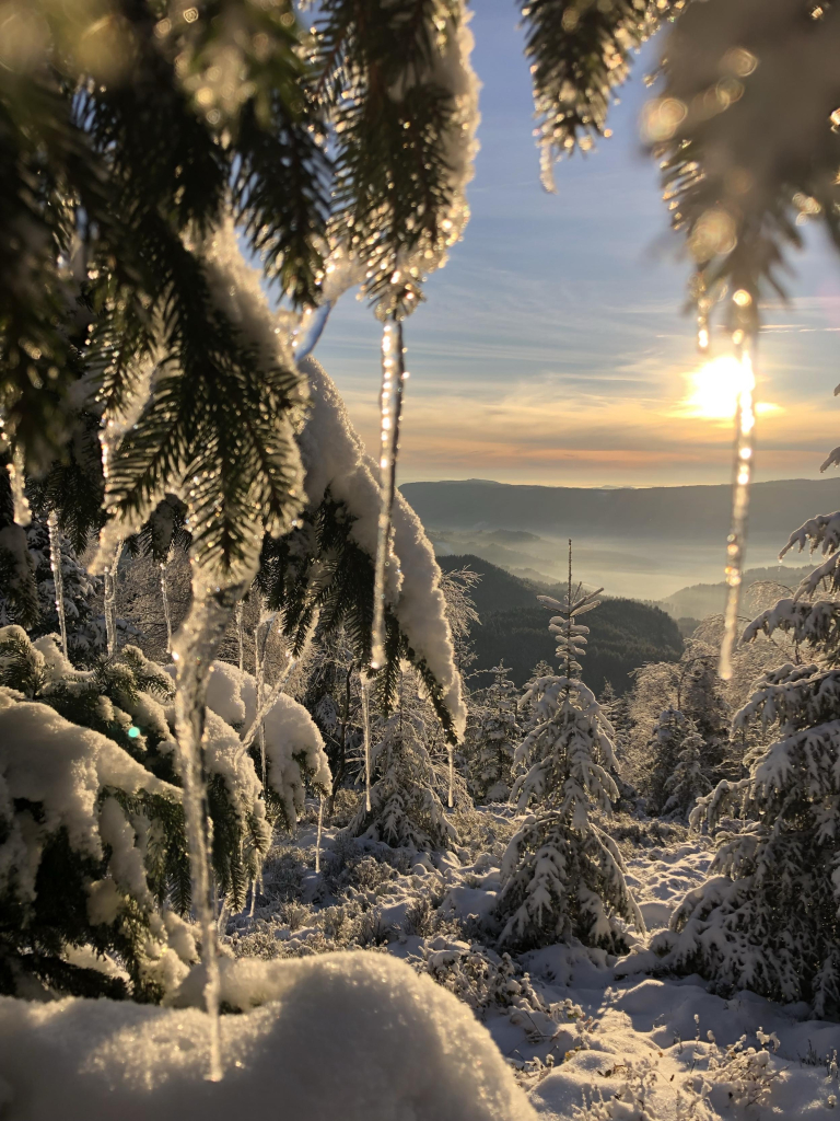 Am oberen Bildrand ein paar tief hängende Tannenzweige, an denen sich lange Eiszapfen gebildet haben. Das Eis leuchtet im Gegenlicht der tief stehenden Sonne. 

Zwischen den Zweigen hindurch sieht man eine tief verschneite Landschaft des Schwarzwaldes. Nadelbäume mit sich unter der Schneelast biegenden Ästen, in der Ferne ein blau erscheinender Gebirgszug