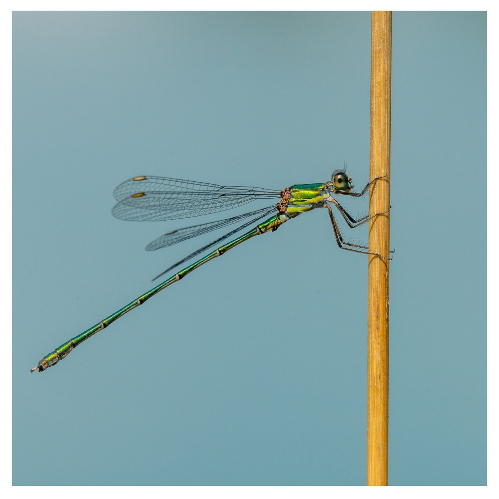 Grüne Libelle an hellbraunem Schilfrohr vor hellblauem Hintergrund.