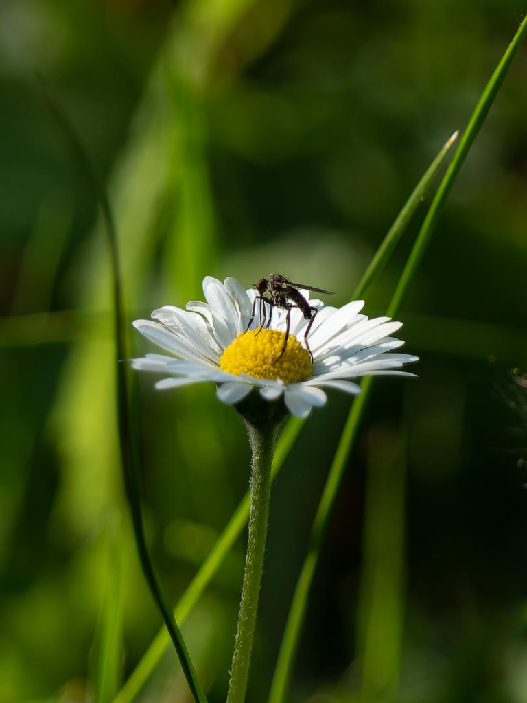 Gänseblümchen in natürlichem Umfeld (Wiese), nah dran und mit vermutlich trinkender Mücke oben  drauf.